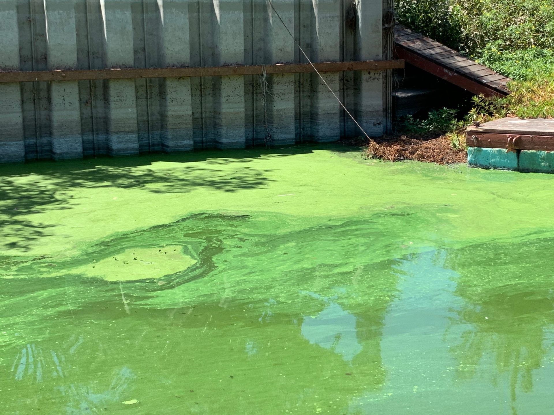 blue green algae